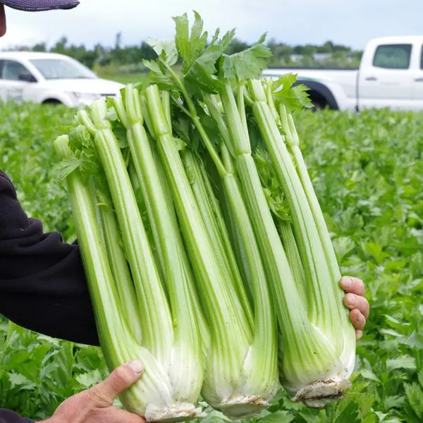 250 Bibit Seledri Batang Besar Tall Utah Benih Tanaman Sayuran Celery Stick Premium Super Unggul 1