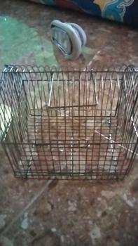 Product Review of SANGKAR UNTULAN BAHAN BESI, COCOK UNTUK HAMSTER BURUNG TUPAI DAN HEWAN BERUKURAN KECIL from C**a 0