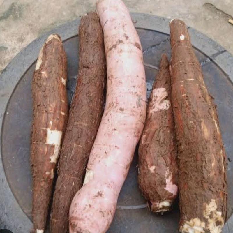 Singkong racun - Singkong racun sapikuru segar 1 kg 1