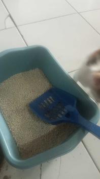 Product Review of [PAKET LITTER BOX LENGKAP 01] PAKET CAT LITTER BOX KUCING | BAK PASIR KUCING + SEKOP + PASIR KUCING GUMPAL WANGI 1 KG | TEMPAT PASIR KUCING BESAR KASUR KUCING MURAH TEMPAT MAKAN KUCING JUMBO 25 LITER 20KG TOFU TOP SEROKAN ZEOLIT from A**_ 0