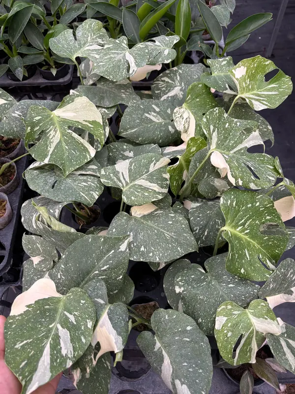 Monstera Thaicons Premium Varr đẹp. Cây cao 20-25cm - Kieng la dot biến, kieng la nhiệt đớt 2