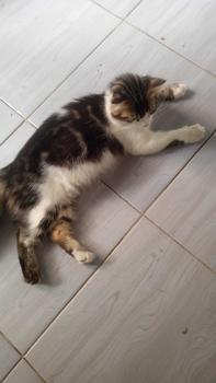 Product Review of Bundling 2 PCS Pussbite Makanan Kucing Kering Premium Frespack 800Gr from P**r 1