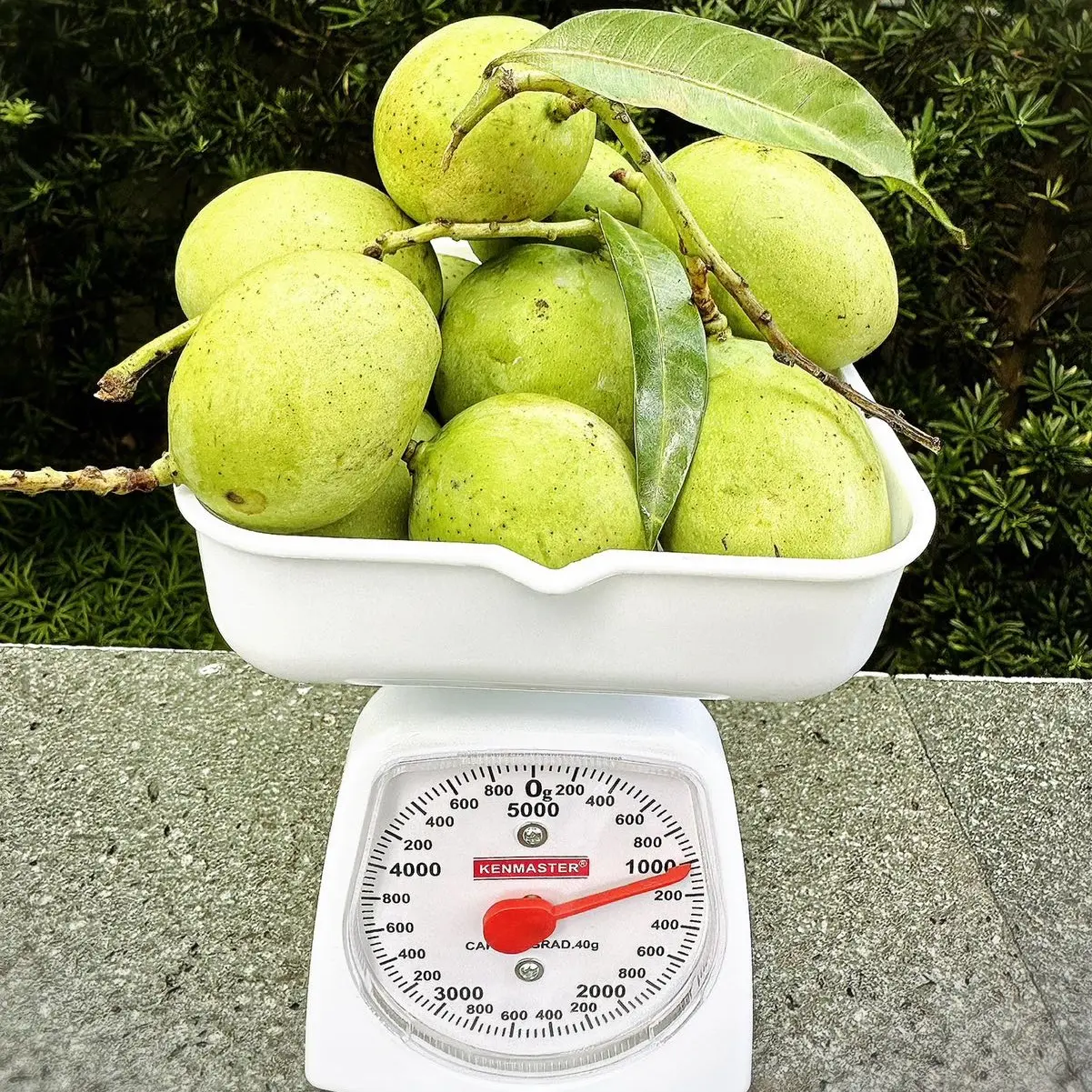 Mangga Muda 1 KILO tanpa Bumbu