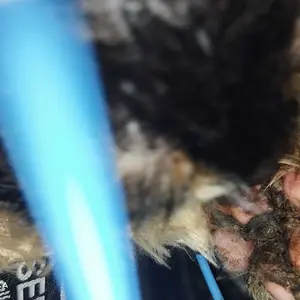 Clever Solutions - Anti Scabies Plus Obat Jamur Kucing Scabies Gudik Demodex Impetigo Kutu