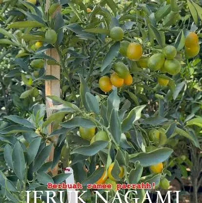 benih tanaman jeruk nagami bisa di makan sama kulitnya 1
