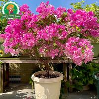 Gambar 70 Biji/paket Benih Bougainvillea Langka Campuran Warna Untuk Menanam Bunga Tanaman Hias Dalam Ruangan Berkebun, Bibit Bonsai, Menanam Bunga, Dekorasi Taman Luar Ruangan Bougainvillea Seeds - 2 Paket  dari Benih Pilihan Alam Kota Administrasi Jakarta Pusat 4 Tokopedia