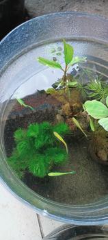Product Review of COD sintetis cabomba green hiasan aquarium from M**y 1