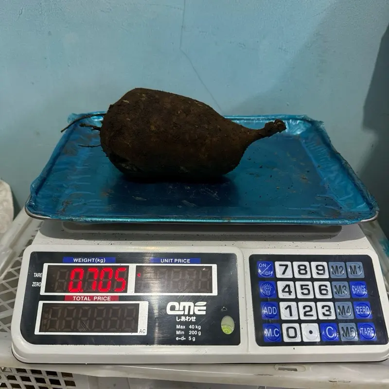 Ubi Yacon Asli Wonosobo SUPER (stok terbatas) 8