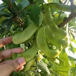 Benih Kacang Roay 15 Butir Berkualitas Tinggi untuk Penanaman Organik dan Hidangan Tradisional Ideal untuk Pertanian Organik