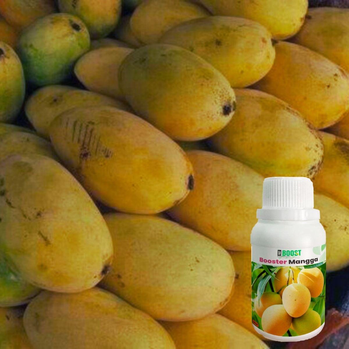 Pupuk Booster Pro Mangga Pelebat Buah Perangsang Terbaik 100ml Cair Multimikroba Fungisida Biopestisida Tanaman Pupuk Booster Pro Mangga Pelebat Buah Perangsang Terbaik 100ml Cair Multimikroba Fungisida Biopestisida Tanaman