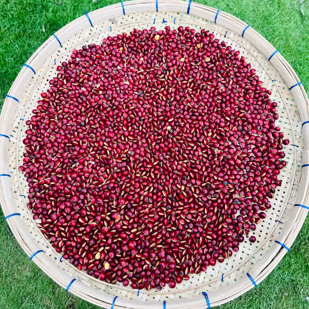 Cemilan Biji saga/Biji telik Sangrai Matang 500 gram