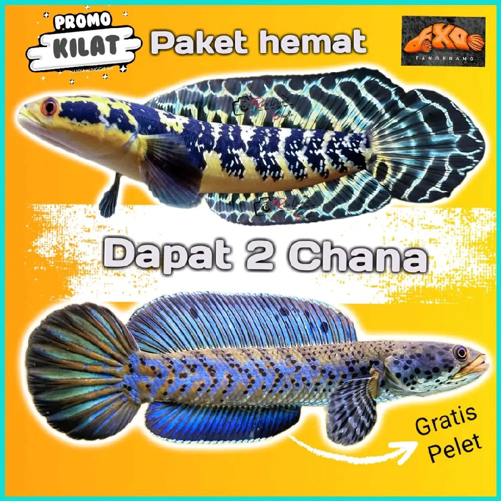 Paket Hemat 2 Chana Ikan Dengan Pelet Dan Sticker Gratis berwarna kuning dan biru