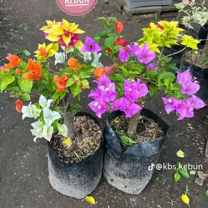PASTI HEMAT Bibit Tanaman Hias Bougenville Kembang Kertas Tanaman Hidup Bibit Pohon Bugenville Murah Berkualitas