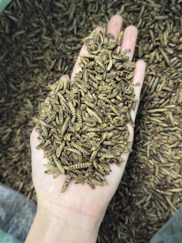   1kg  Sâu Canxi Sấy LOẠI NHỎ - Thức Ăn Bổ Sung Đạm Đều Màu Cho Cá Chim Bò Sát & Vật Nuôi Khác - Dinh Dưỡng Tự Nhiên Cho Thú Cưng 