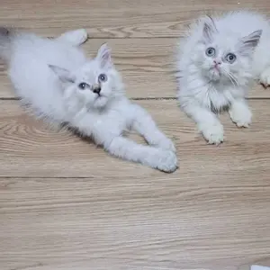 lues sampo kucing  anti kutu dan rontok  jamur, bakteri dan pelembut bulu netto 1 liter cairan tanpa air anjing & kucing