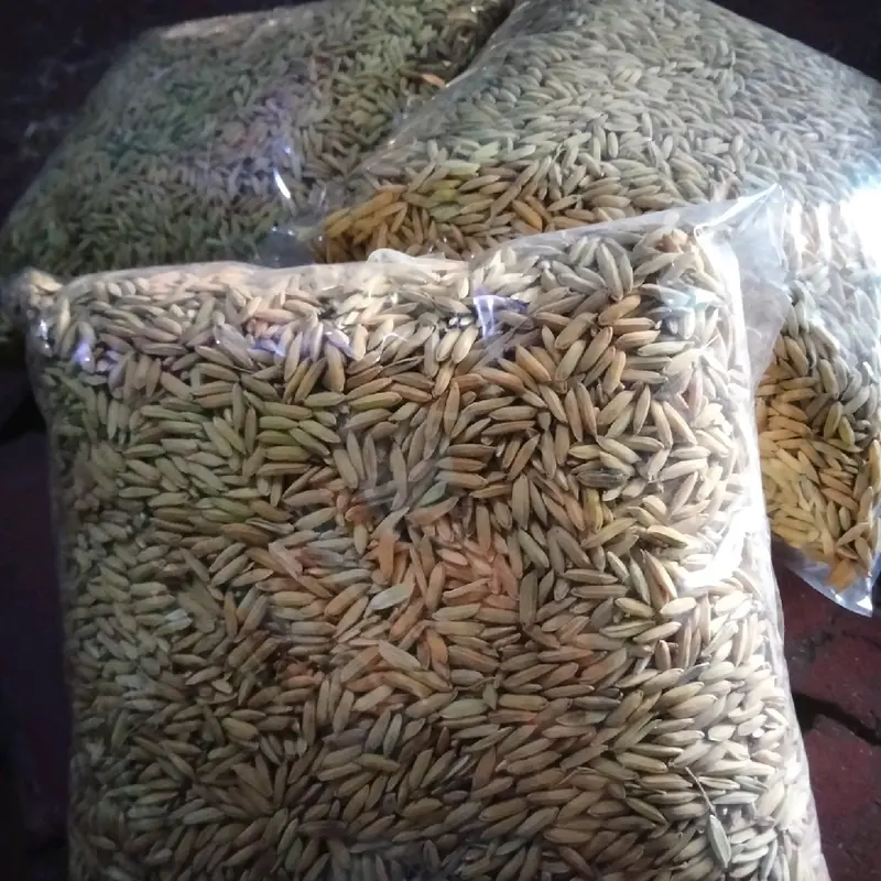 PROMOO BENIH/BIBIT PADI CIHERANG MADU 2KG 2