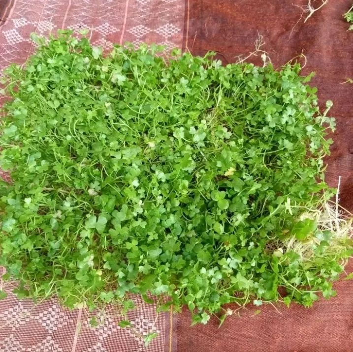 hydrocotile tipartita tanamn carpet sintetis hiasan aquarium 2