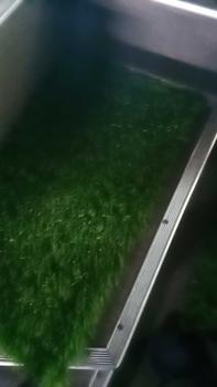 Product Review of Rumput Sintetis Swiss ukuran 2 meter x 30cm / Dekorasi Taman artifisial. Hijau from u**8 0