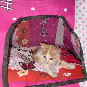 TENDA KUCING DAN ANJING UK 45x45 jumbo motif LUCU free kasur