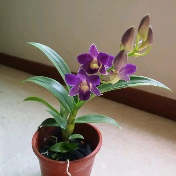 tanaman artificial anggrek Dendrobium - orcid - artifisial anggrek - aestethic - hiasan ruangan - bunga cantik Hadiah