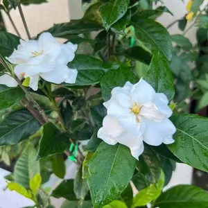 Bunga kaca piring/gardenia jasminoides