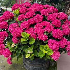 Semillas de Hortensia Rubí,50 Granos,Flores Únicas,Fácil de Cultivar,Resistente al Calor,Floración Atractiva,Crecimiento Sano,Decoración de Jardines e Interiores,Jardinería en Casa,Ideal para Amantes de Flores y Principiantes