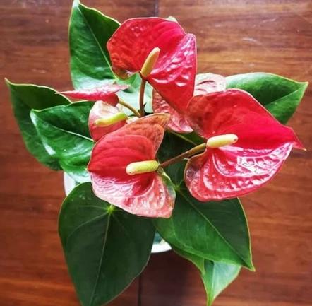 Tanaman Hias Anthurium Bunga Merah-tanaman hijau palsu 3