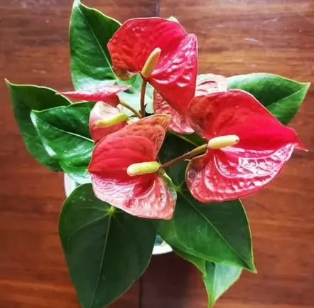 Tanaman Hias Anthurium Bunga Merah-tanaman hijau palsu 3