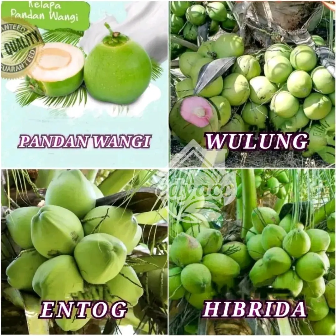 BIBIT KELAPA HIJAU KELAPA GENJAH UNGGUL