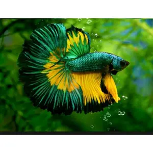 Hiasan aquarium satu pasang haltmon jantan&betina