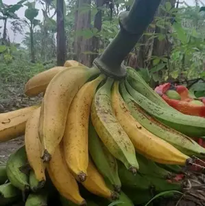 Pisang tanduk/pisang byar 900gr-1kg isi 2-3 fresh mentah Makanan Manis