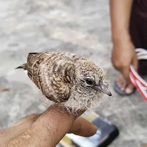 Tali Kaki Burung Warna Satin Berkualitas Nyaman dengan Kili-Kili Putar untuk Burung Pemikat dan Jinak
