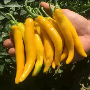 bibit benih cabe cluster kuning cabe gerombol cabe tumpuk