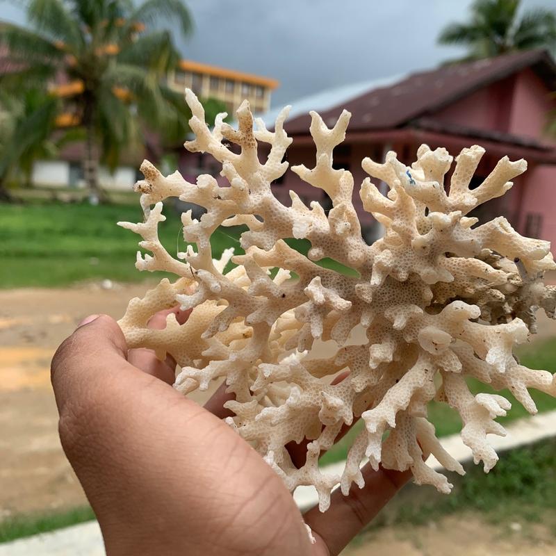 Kerang dari laut untuk hiasan 2