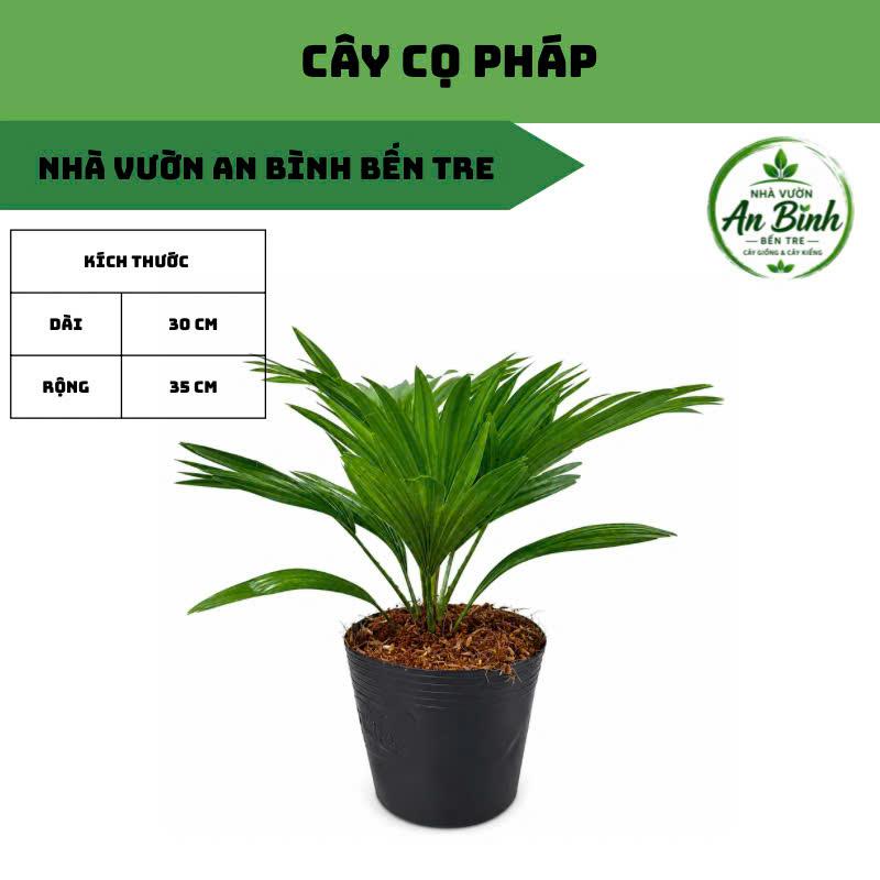 Cây Cọ Cảnh – Lá Xanh Mướt, Dáng Sang Trọng – Cây Nội Thất Thanh Lọc Không Khí…