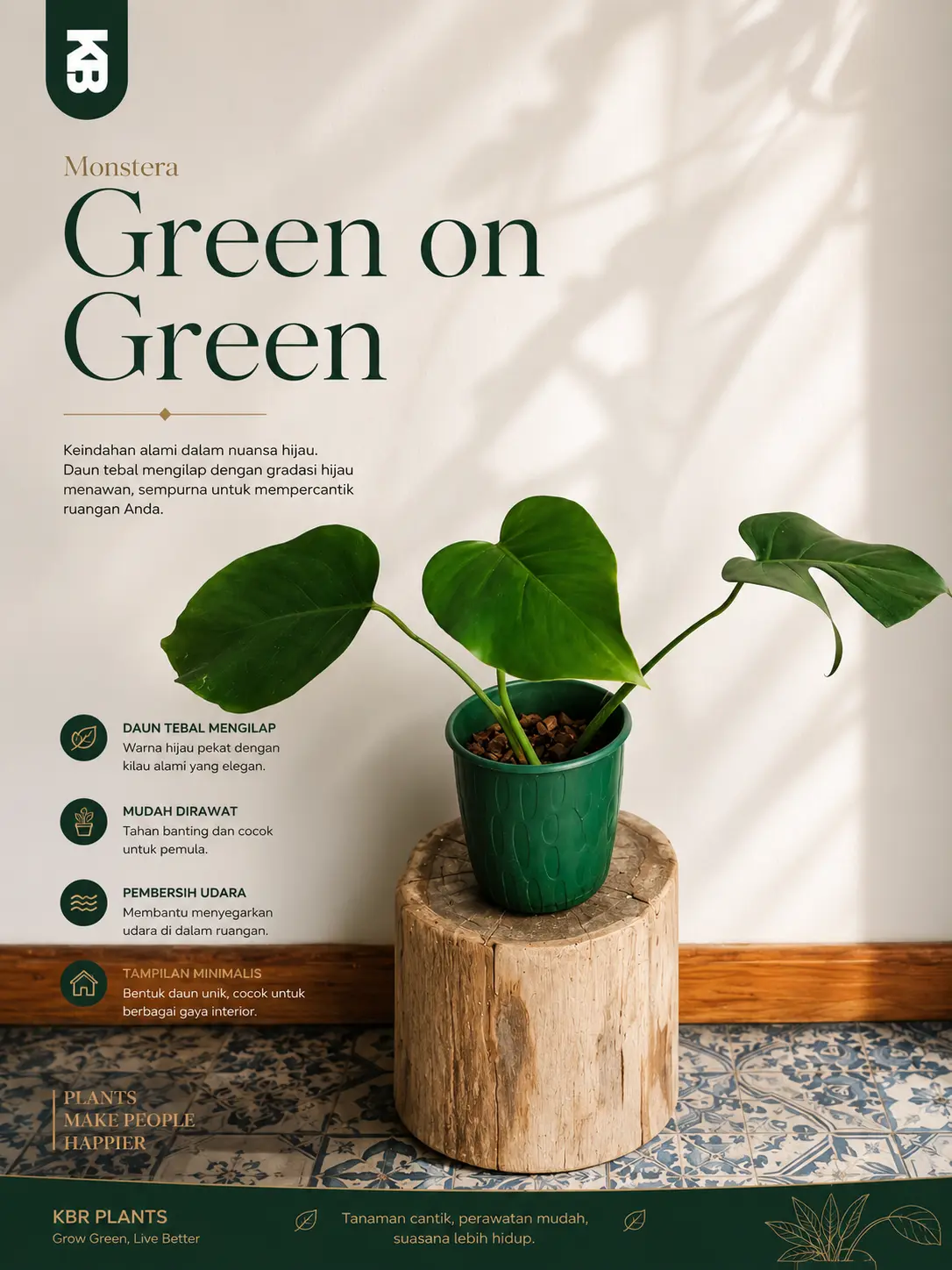 tanaman hias monstera green on green mudah di rawat