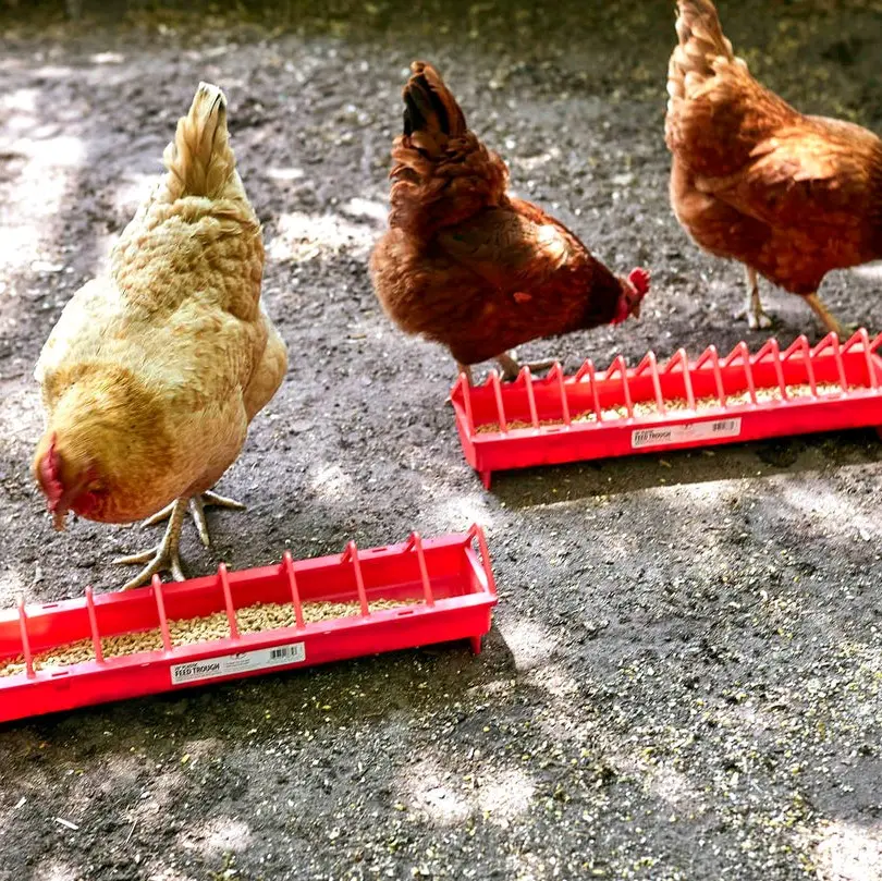 1ft Chicken Feeder - 12 Inches Long - for Pet Feeding