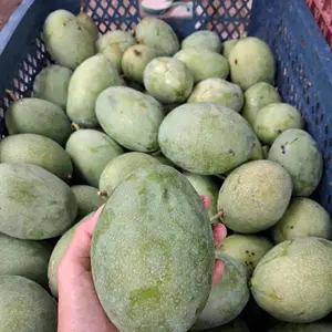 manalagi madu tua pohon asli situbondo jawa timur