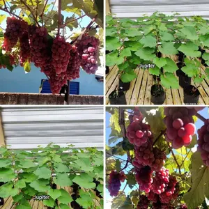 Bibit Anggur Import Jupiter Hasil Grafting Batang Besar Cepat Berbuah