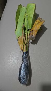 Product Review of Tanaman Hias Anthurium Bunga Merah-tanaman hijau palsu from L**a 0