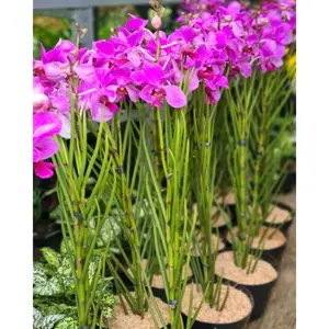 Anggrek Tanah Douglas dengan Bunga Ungu Cerah dan Tumbuhkan yang Menawan untuk Dekorasi Rumah