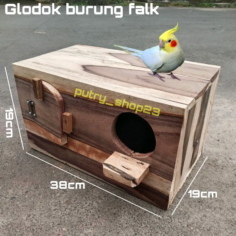 Glodok falk jalak murai kayu sonokeling asli