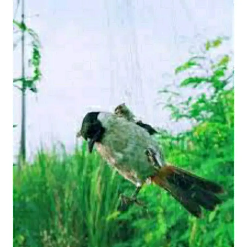 jaring burung kutilang/jaring burung/jaring burung murah/jaring burung siap pasang