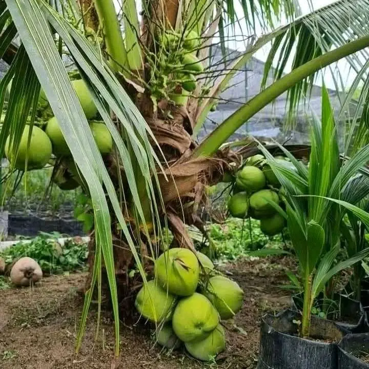 Bibit Tanaman Kelapa Wulung