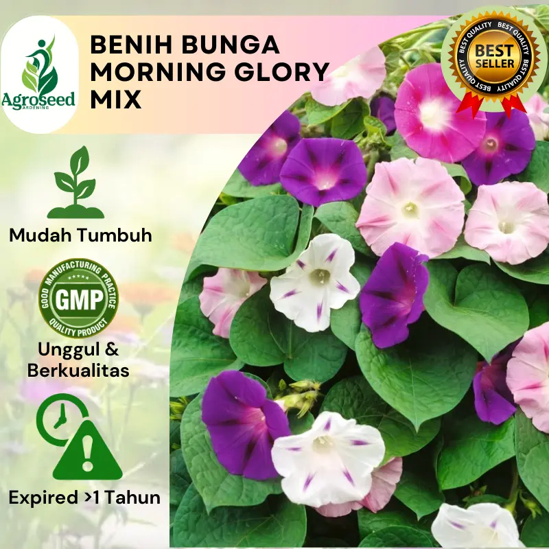 Morning Glory Mix ±3