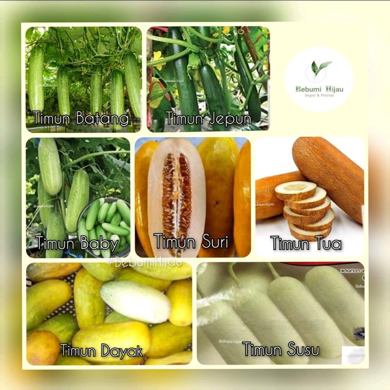 (RM1) BENIH TIMUN Macam macam jenis cucumber seed - TikTok Shop Malaysia