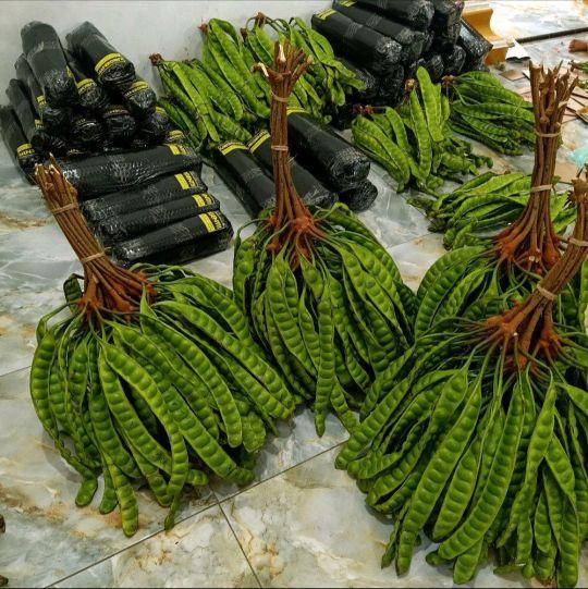 (PETE MATANG) PETE MASAK DI POHON ISI 10 BONUS 1PCS/PETE TUA/PROMO PETE MURAH/PETE SEGAR PILIHAN/PETE SUPER/SAYURAN SEGAR/PETE WONOGIRI/ Kecombrang