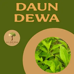 Daun Dewa / Daun Sambung nyawa isi 30 lembar