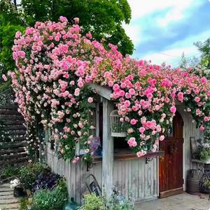 Semillas de Rosa Trepadora Multicolor 50 Granos Alta Tasa de Germinación Floración Abundante Ideal para Jardinería Vertical y Espacios Exteriores