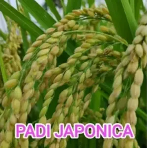 Benih bibit padi Japonica kemasan  5 Kg